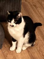 Goed thuis gezocht voor gecastreerde kater, Dieren en Toebehoren, Katten en Kittens | Overige Katten, Kater, Kortharig, 0 tot 2 jaar