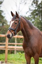 4 jarige D pony - braaf, Merrie, Minder dan 160 cm, Gechipt, Dressuurpaard