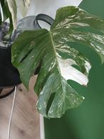 Monstera stekken op water, Huis en Inrichting, Kamerplanten, Ophalen, Overige soorten, Minder dan 100 cm