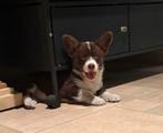 Welsh Corgi Cardigan puppy’s, Parvo, Overige rassen, 8 tot 15 weken, Meerdere