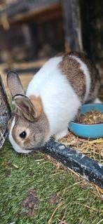 2 mannetjes konijnen