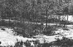 949232	Ruinen	Drenthe	1959 Witteveen	Gelopen met postzegel, Verzamelen, Ansichtkaarten | Nederland, Ophalen of Verzenden, 1940 tot 1960
