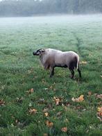 Maasduinen dekrammen te koop, Dieren en Toebehoren, Schapen, Geiten en Varkens, Mannelijk, Schaap, 3 tot 5 jaar