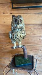 Opgezette vogel taxidermie mancave, Ophalen of Verzenden, Zo goed als nieuw, Vogel, Opgezet dier