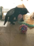 Ragdoll X Britste korthaar kittens, Dieren en Toebehoren, Katten en Kittens | Raskatten | Korthaar, Meerdere dieren, Ontwormd