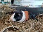 Prachtig duo ( driekleur ) Cavia's! 5 en 9 maanden jong! Van, Mannelijk, Cavia, Na 1 juli 2024