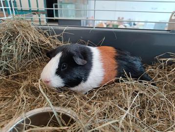 Prachtig duo ( driekleur ) Cavia's! 5 en 9 maanden jong! Van beschikbaar voor biedingen