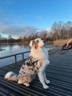 Nieuwe thuis gezocht voor een Australian Shepherd (Ciro), Dieren en Toebehoren, Reu, 1 tot 2 jaar, Schapendoes, Eén hond