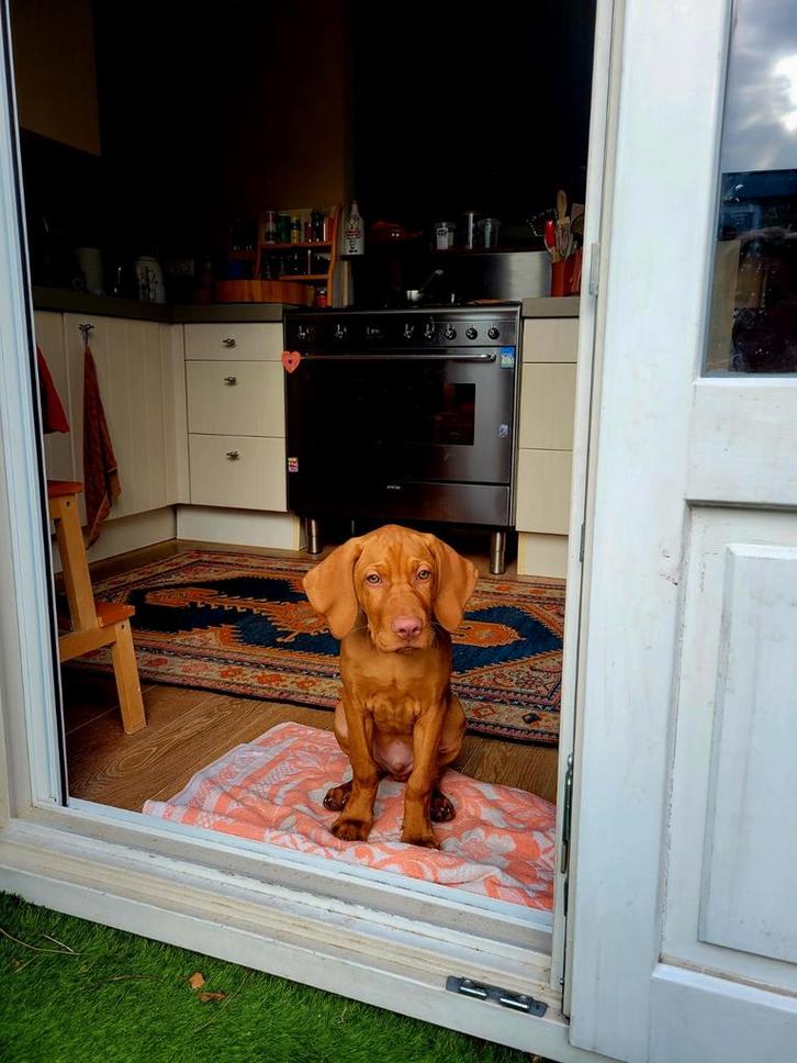 Honden/puppy Vizsla oppas gezocht!, Dieren en Toebehoren, Honden-accessoires, Ophalen of Verzenden