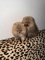 Mooi pomeranians beby’s met echte korte neus, Dieren en Toebehoren, Honden | Chihuahua's en Gezelschapshonden, Fokker | Hobbymatig