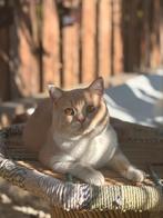 Britse korthaar stamboom dekkater cream and white bicolor, 0 tot 2 jaar