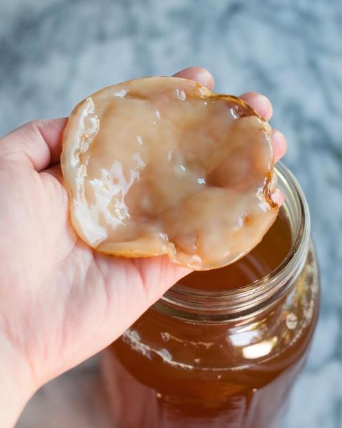 Kombucha starter + SCOBY, Diversen, Levensmiddelen, Ophalen