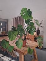 Monstera gatenplant, Huis en Inrichting, Kamerplanten, Ophalen, Overige soorten, Halfschaduw, Minder dan 100 cm