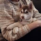 Pomsky teefje, Dieren en Toebehoren, 8 tot 15 weken, Meerdere, Nederland, Fokker | Hobbymatig