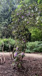 Meerstammige rhododendrons, Ophalen, Halfschaduw, Overige soorten, Lente