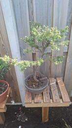 Zilverden Bonsai., Tuin en Terras, Planten | Bomen, Ophalen