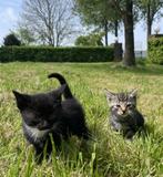 Lieve kittens (alle kleuren), Dieren en Toebehoren, Katten en Kittens | Overige Katten, Kortharig, Meerdere dieren, 0 tot 2 jaar