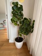 Pilea Pannekoekplant 1.25m, Ophalen, 100 tot 150 cm, Overige soorten, Halfschaduw