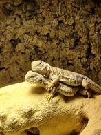 Uromastyx nigriventris, Dieren en Toebehoren, Reptielen en Amfibieën