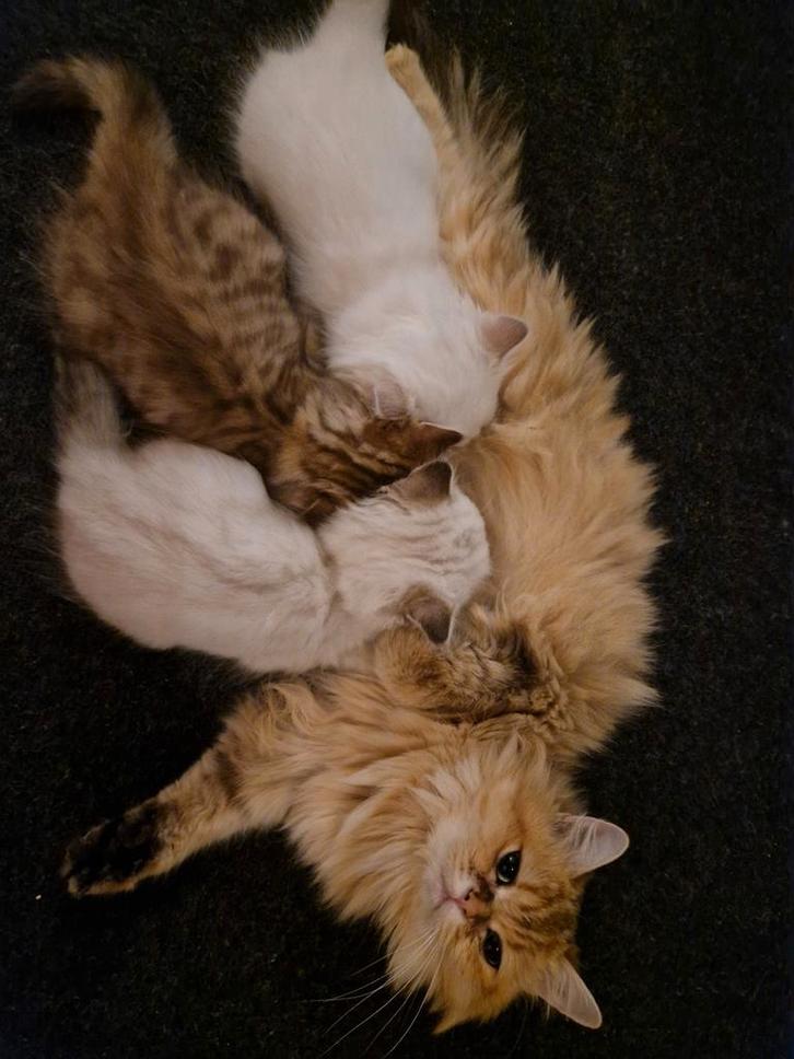 4 Britse langhaar kittens, Dieren en Toebehoren, Katten en Kittens | Raskatten | Langhaar, Meerdere dieren, 0 tot 2 jaar, Ontwormd