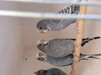 Grasparkieten,3 x grijze kansplit blackwing split ecb, Dieren en Toebehoren, Meerdere dieren, Parkiet, Geringd