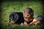 Ruwharige Teckel pups, Dieren en Toebehoren, Honden | Teckels en Dashonden, België, CDV (hondenziekte), 8 tot 15 weken, Dwerg
