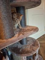Britse korthaar kittens, Dieren en Toebehoren, Katten en Kittens | Raskatten | Korthaar, Meerdere dieren, Ontwormd, 0 tot 2 jaar
