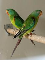 Swiftparkieten gezocht, Dieren en Toebehoren, Vogels | Parkieten en Papegaaien, Meerdere dieren, Parkiet