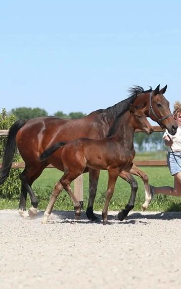 Veelbelovend hengstveulen uit bewezen sportstam beschikbaar voor biedingen