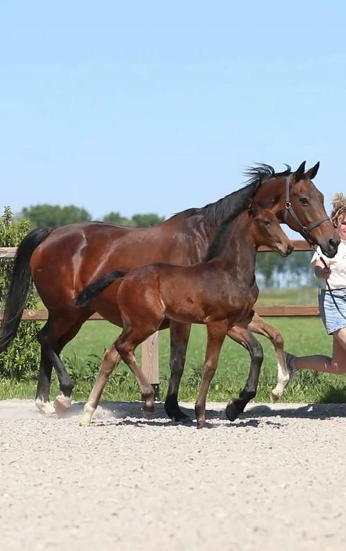 Veelbelovend hengstveulen uit bewezen sportstam, Dieren en Toebehoren, Paarden, Hengst, Niet van toepassing, 170 tot 175 cm, 0 tot 2 jaar
