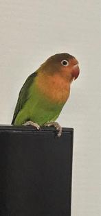 Dwergpapagaai / Agapornis, Mannelijk, Dwergpapegaai of Agapornis, Geringd