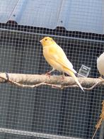 2 jonge kanaries geel/licht oranje, Dieren en Toebehoren, Vogels | Kanaries, Meerdere dieren, Kleurkanarie