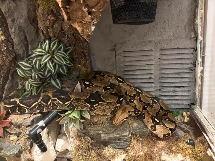 Boa constrictor 2x