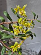 Orchidee Dendrobium Catenatum in hangpot p15 (3), Huis en Inrichting, Ophalen of Verzenden, Overige soorten, Minder dan 100 cm