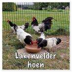 Broedeieren van Lakenvelder Hoen - Oud Hollands ras, Geslacht onbekend, Kip