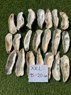 20 extra grote oesterschelpen 15-20 cm, Ophalen of Verzenden, Knutselwerk