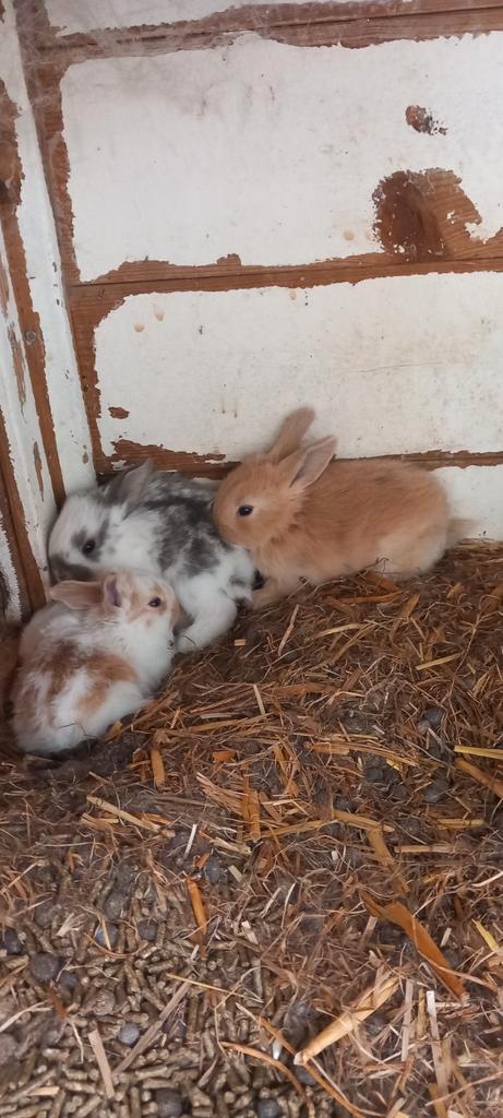 Dwerg hangoor x kleur Dwerg staan oor, Dieren en Toebehoren, Konijnen, Dwerg, Meerdere dieren, Hangoor