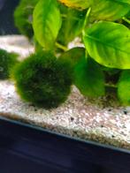 Mos bal rond de 4 cm, Ophalen of Verzenden, Nieuw, Plant(en), Steen of Hout