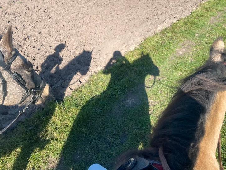 GEZOCHT 24/7 buitenplek Epe noord/ Wissel/ Emst, Dieren en Toebehoren, Stalling en Weidegang, Stalling, Weidegang, 2 of 3 paarden of pony's