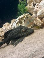 Panaque cochliodon L330 watermelon pleco, Vis