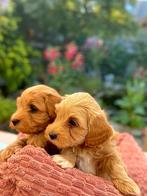 Nog 2 prachtige Havapoo pups te koop ,betreft 2 reutjes, Dieren en Toebehoren, Honden | Retrievers, Spaniëls en Waterhonden, Overige rassen
