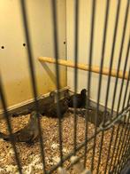 Tropische duiven zaterdag geopend, Dieren en Toebehoren, Vogels | Duiven, Meerdere dieren, Overige soorten