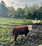 Mini Herefordstier / stierkalf, Dieren en Toebehoren, Runderen, Mannelijk