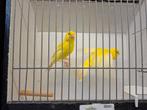 Koppel gele kanaries, Dieren en Toebehoren, Vogels | Kanaries, Meerdere dieren, Kleurkanarie