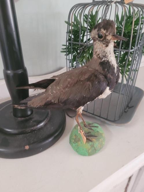 opgezette kievit in goede nette staat foto 1 t/m 7, Verzamelen, Dierenverzamelingen, Zo goed als nieuw, Opgezet dier, Vogel, Ophalen of Verzenden
