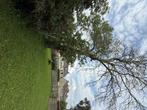 Boom Kappen, Gratis Brand Hout!!, Tuin en Terras, Ophalen of Verzenden, Overige soorten, 400 cm of meer
