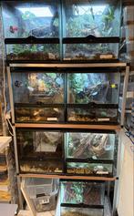 Stelling terrarium met wimpersgekko,, Ophalen of Verzenden, Zo goed als nieuw