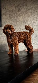 Dekreu Australian labradoodle Frenkie, Parvo, Reu, 1 tot 2 jaar, Eén hond
