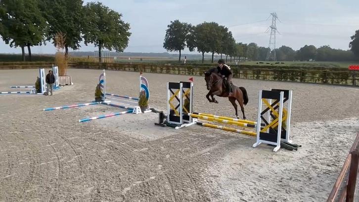Stalhulp/bijrijder gezocht regio Maasmechelen, Dieren en Toebehoren, Stalling en Weidegang