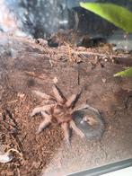 Grammostola rosea, Dieren en Toebehoren